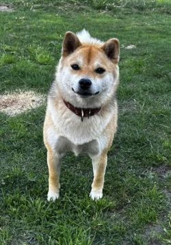 picture of dog