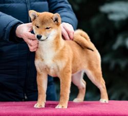 picture of dog