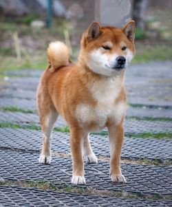 picture of dog