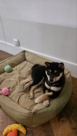 picture of dog