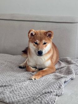 picture of dog