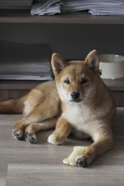 picture of dog