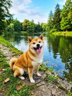 picture of dog