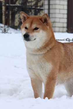picture of dog