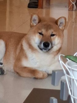 picture of dog