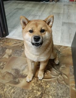 picture of dog