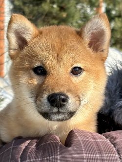 picture of dog