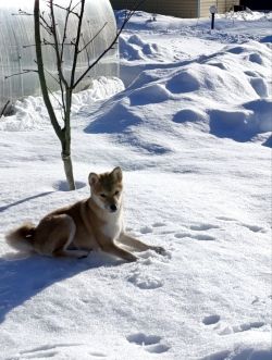 picture of dog