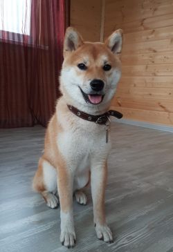 picture of dog