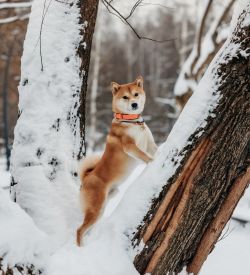 picture of dog
