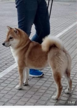 picture of dog