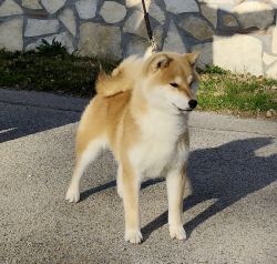 picture of dog