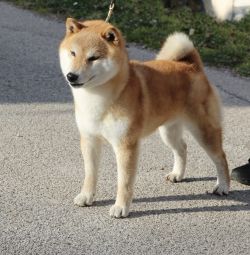 picture of dog