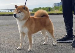 picture of dog
