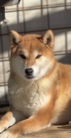 picture of dog