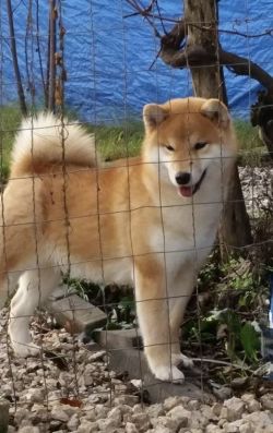 picture of dog