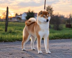 picture of dog