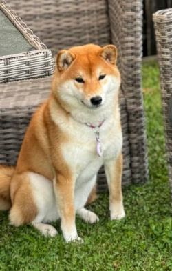 picture of dog