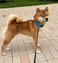 picture of dog