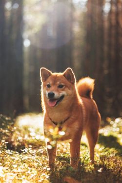 picture of dog