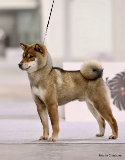 picture of dog