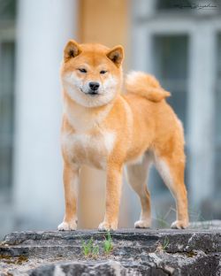picture of dog