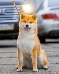 picture of dog
