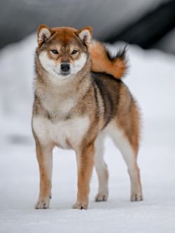 picture of dog