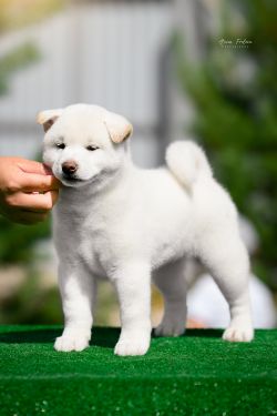 picture of dog