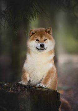 picture of dog