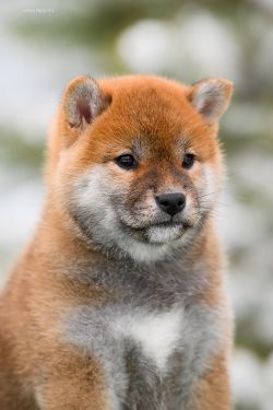 picture of dog