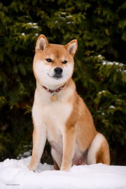 picture of dog