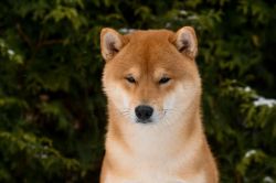 picture of dog