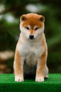 picture of dog