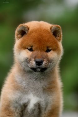 picture of dog