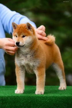 picture of dog