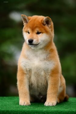 picture of dog