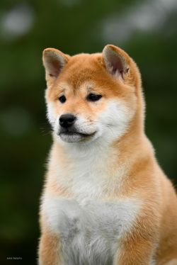 picture of dog