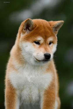 picture of dog