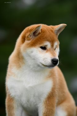 picture of dog