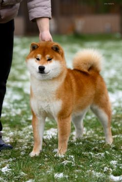 picture of dog