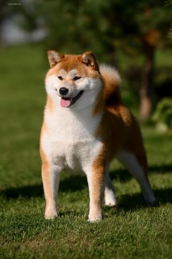 picture of dog