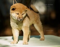 picture of dog