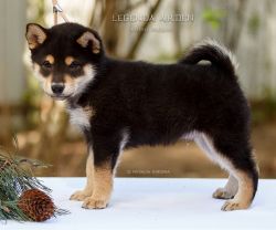 picture of dog