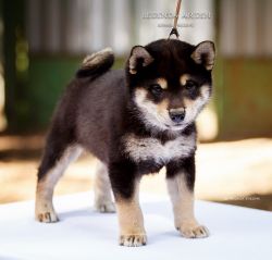 picture of dog