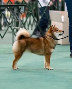 picture of dog