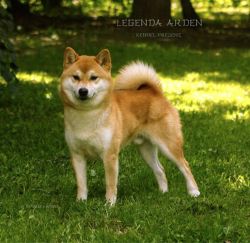 picture of dog
