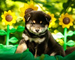 picture of dog