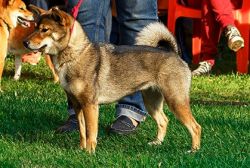 picture of dog