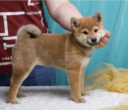 picture of dog
